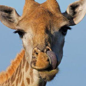 Meet your Posher, Rose